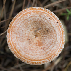 Lactarius quieticolor