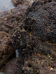 Porifera