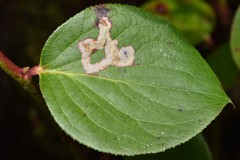 Cameraria gaultheriella