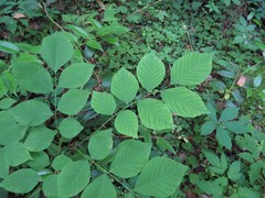 Cladrastis kentukea