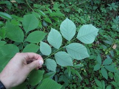 Cladrastis kentukea