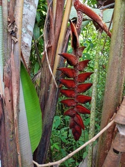 Heliconia danielsiana