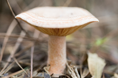 Lactarius quieticolor