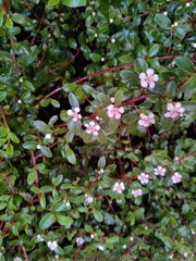 Cotoneaster × suecicus