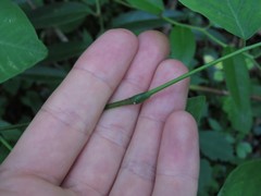 Cladrastis kentukea