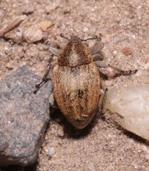 Sibinia pellucens