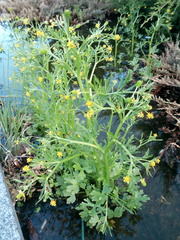 Ranunculus sceleratus