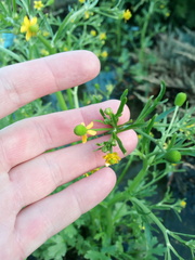 Ranunculus sceleratus