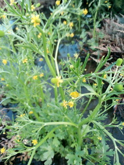 Ranunculus sceleratus