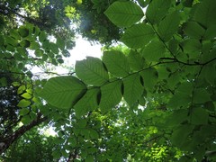 Cladrastis kentukea
