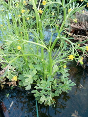 Ranunculus sceleratus