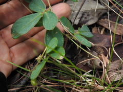 Pycnospora lutescens