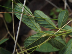 Pycnospora lutescens