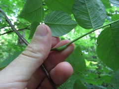 Cladrastis kentukea