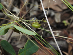 Pycnospora lutescens