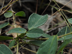 Pycnospora lutescens