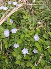 Evolvulus convolvuloides