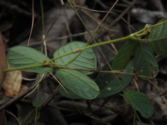 Pycnospora lutescens