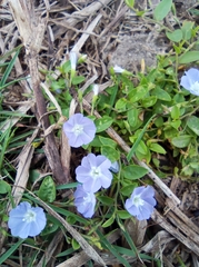 Evolvulus convolvuloides