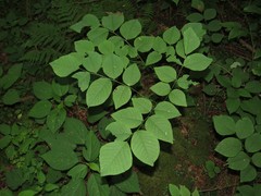 Cladrastis kentukea