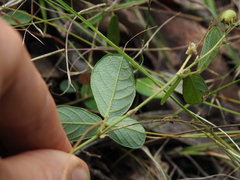 Pycnospora lutescens