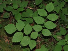Cladrastis kentukea