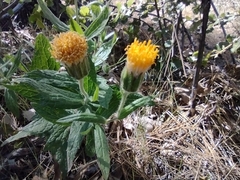 Arnica venosa