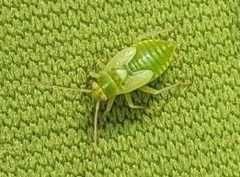 Miridae