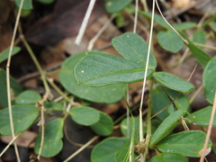 Pycnospora lutescens