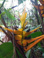 Heliconia beckneri