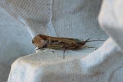 Limnephilus binotatus