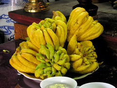 Citrus medica sarcodactylis