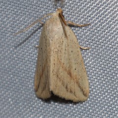 Amolita obliqua