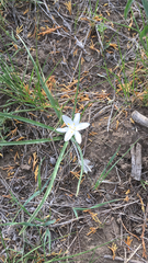 Leucocrinum montanum