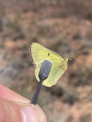Colias philodice eriphyle