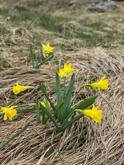Narcissus minor asturiensis