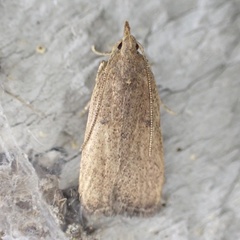 Glyphidocera democratica