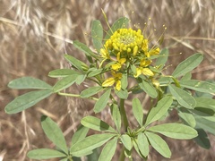 Cleomella lutea