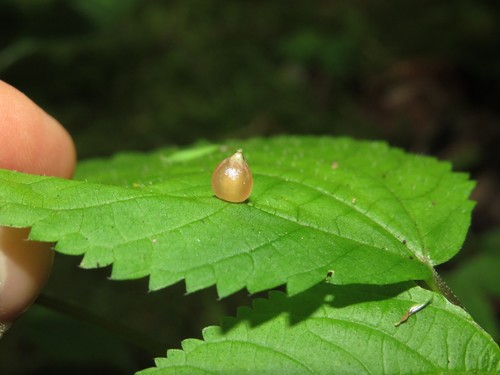 Wood Nettle Gall Midge photo 3