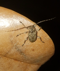 Leptostylopsis terraecolor