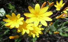 Blackstonia grandiflora