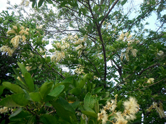 Pithecellobium lanceolatum