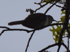 Coccyzus erythropthalmus