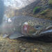 Coastal Rainbow Trout - Photo (c) Les Leighton, some rights reserved (CC BY-NC), uploaded by Les Leighton