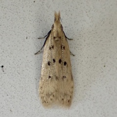 Dichomeris punctipennella