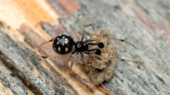 Neottiura suaveolens