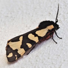 Arctia angelica