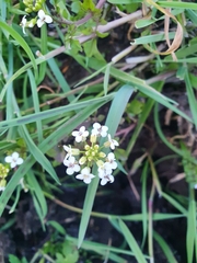 Nasturtium officinale