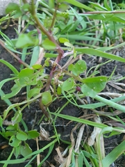 Nasturtium officinale
