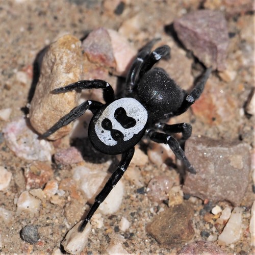 Adonea algarvensis